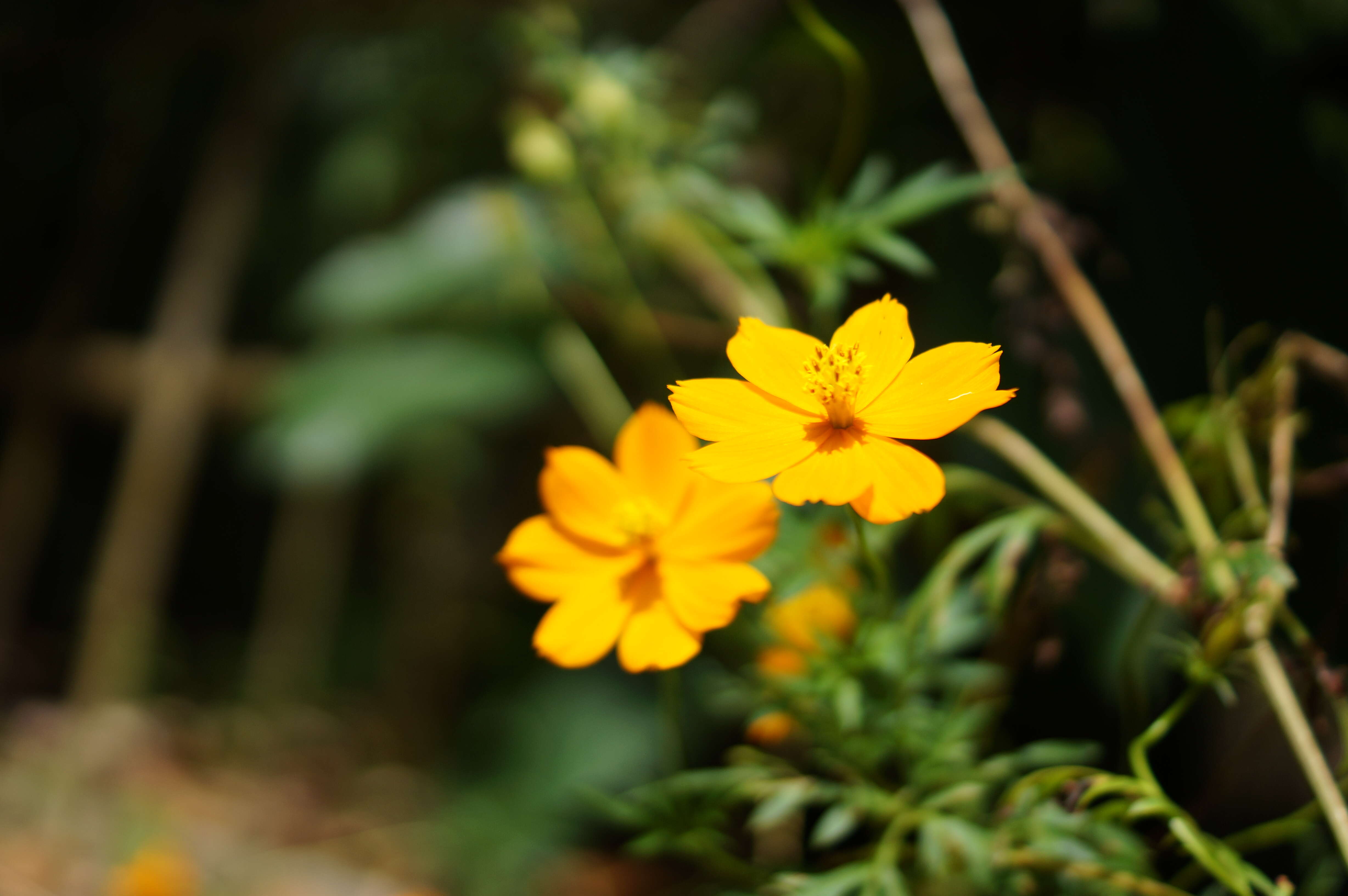 Image of sulphur cosmos