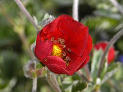 Image of Potentilla nepalensis Hook.