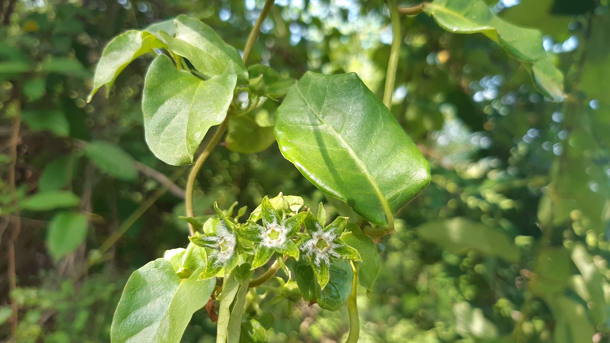 Gonolobus naturalistae的圖片