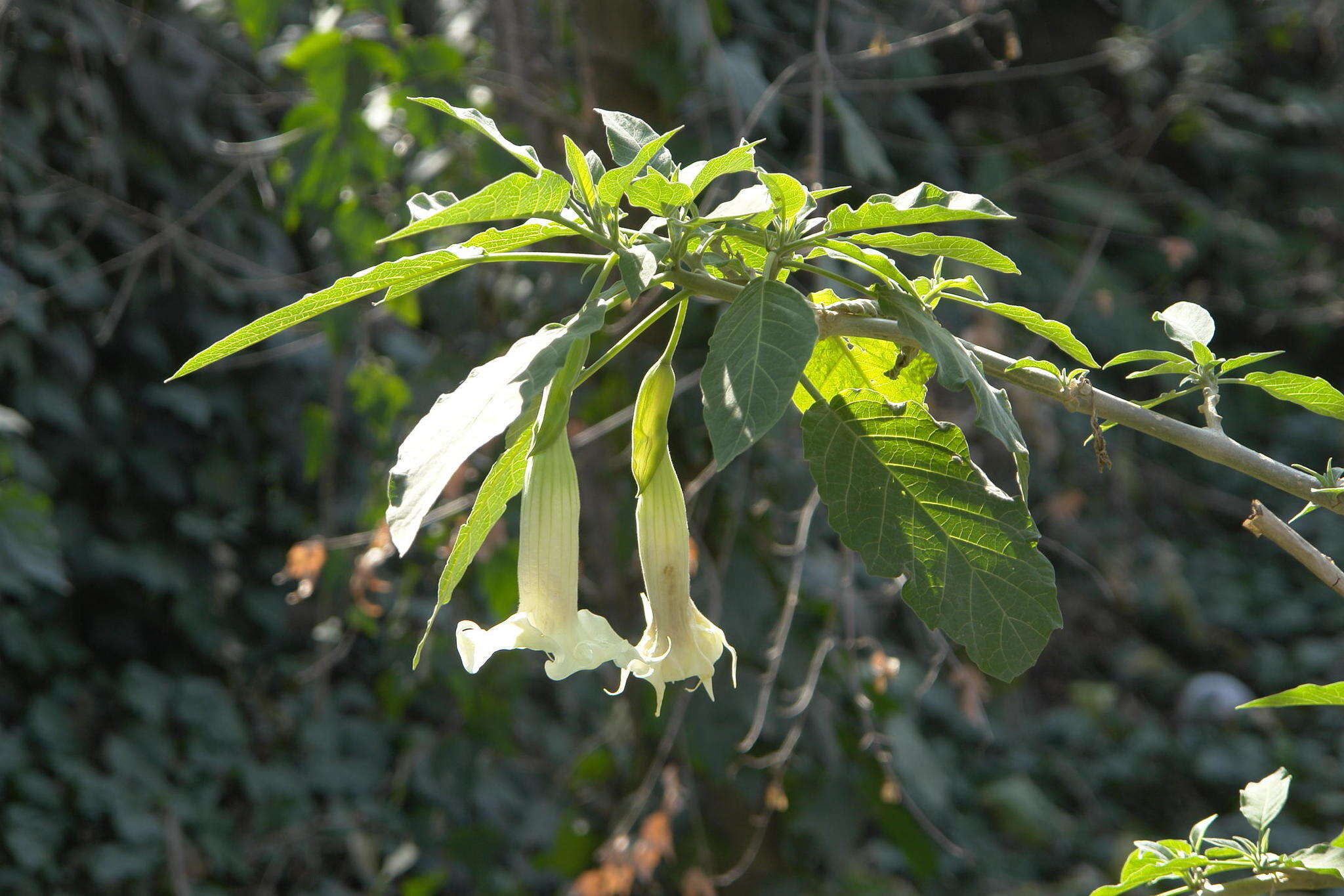 Image of White angel's trumpet