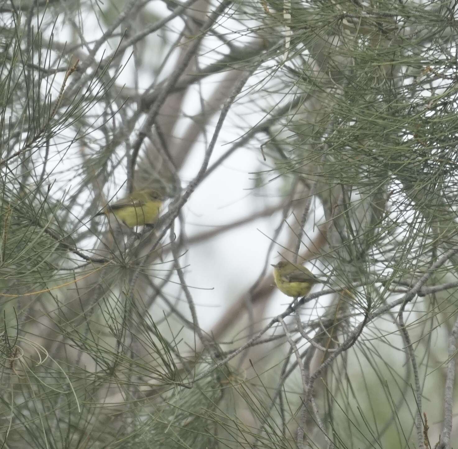 Image of Yellow Thornbill