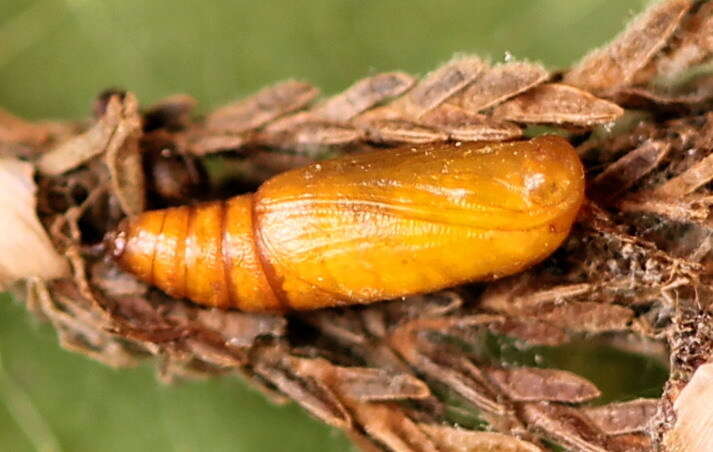 Plancia ëd Eupithecia nanata