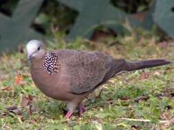 Image of Eastern Spotted Dove