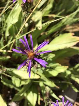 Eurybia integrifolia (Nutt.) G. L. Nesom resmi