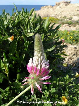 Image of Trifolium pamphylicum