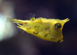 Image of Longhorn cowfish