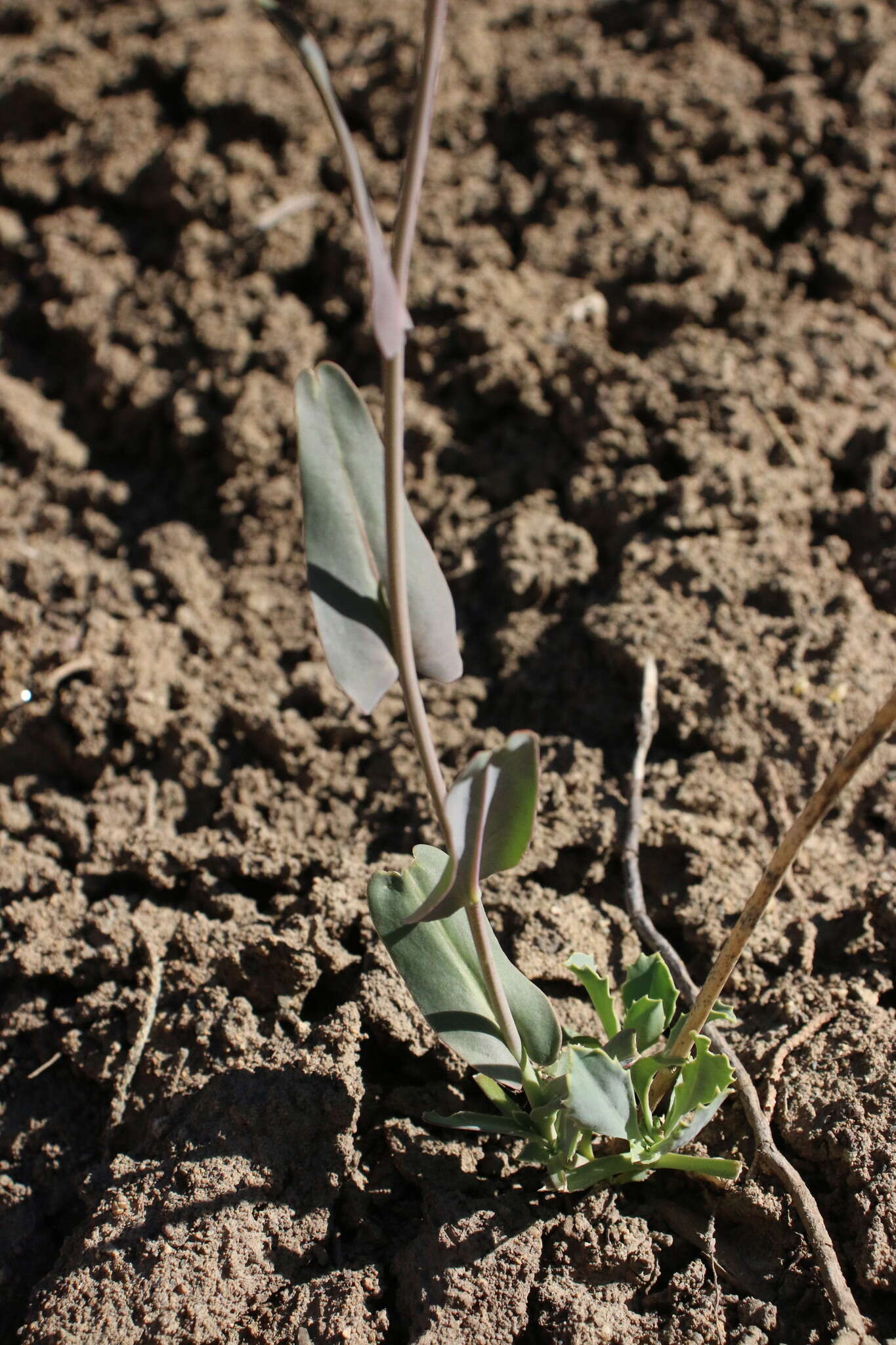 Слика од Streptanthus cordatus subsp. piutensis (J. Howell) D. W. Taylor