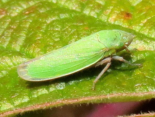 Image of Bog Leafhopper