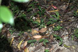 Ficus tannoensis Hayata的圖片