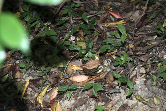 Ficus tannoensis Hayata的圖片