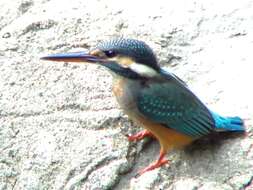 Image of Common Kingfisher