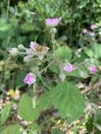 Image of Rubus sprengelii Weihe