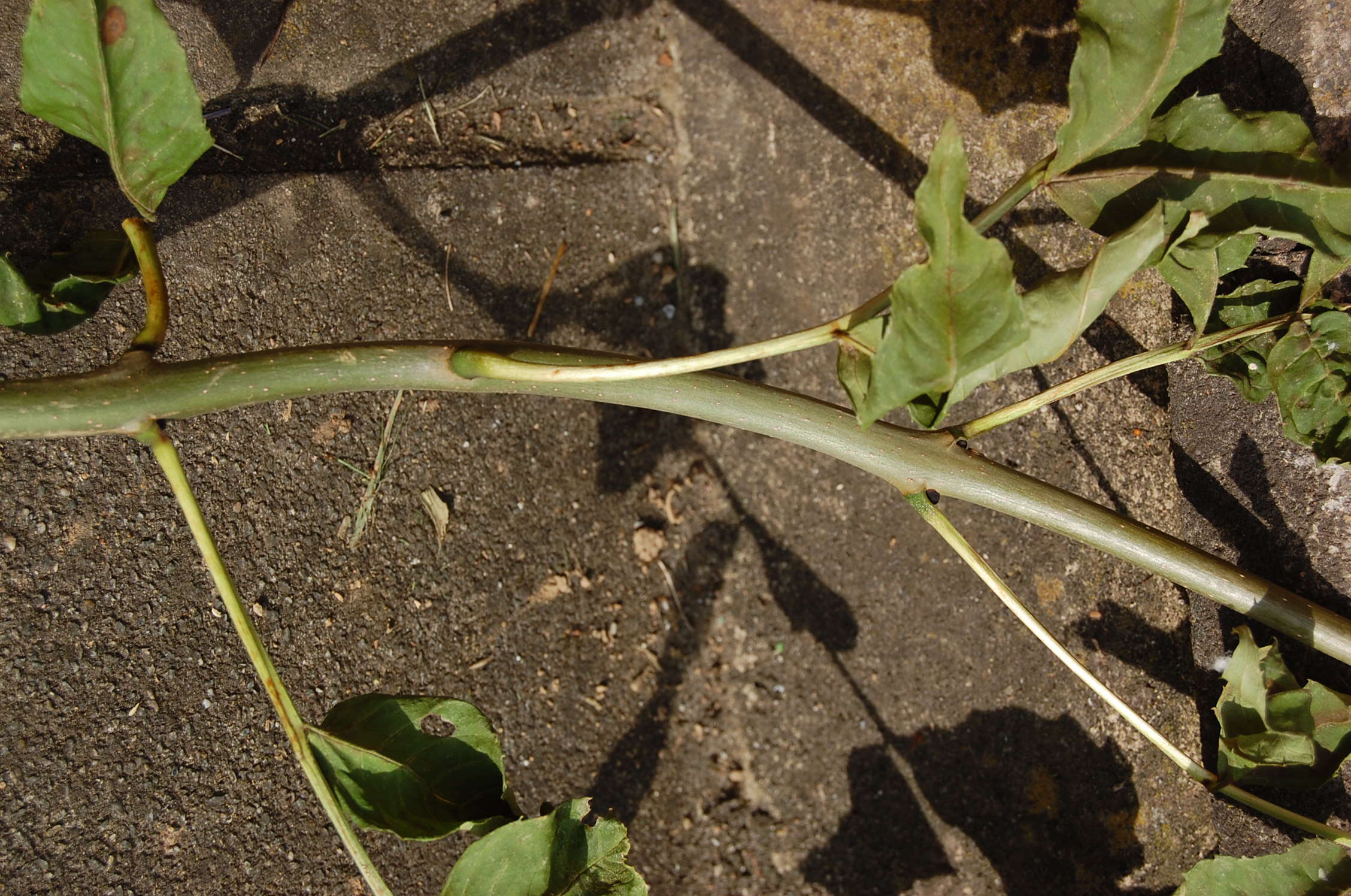 Image of European ash