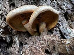 Imagem de Gymnopilus suberis (Maire) Singer 1951