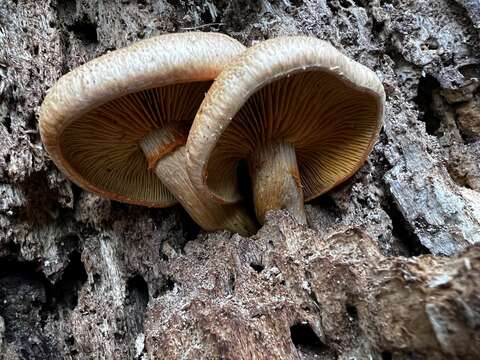 Image of Gymnopilus suberis (Maire) Singer 1951