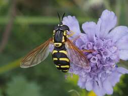 Image of Chrysotoxum elegans Loew 1841