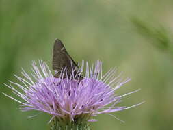 Image of Viereck?s Skipper