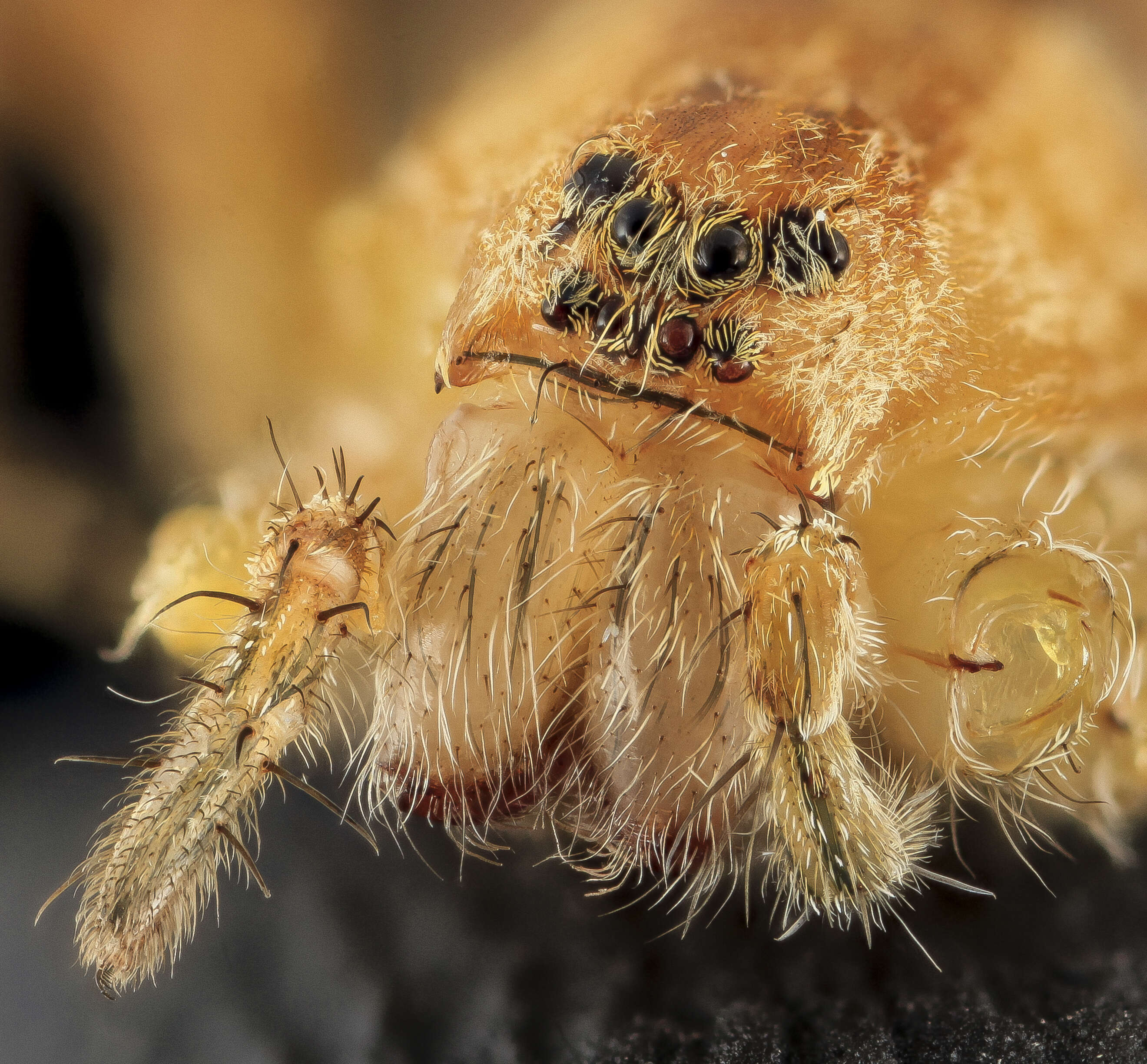 Image of Nursery Web Spiders