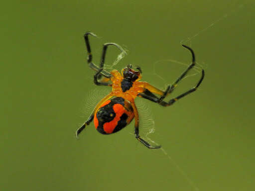 Image of Leucauge fastigata