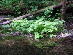 Petasites frigidus var. palmatus (Ait.) Cronq.的圖片