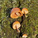 Image of Pholiota eucalyptorum (Cleland) Singer 1952