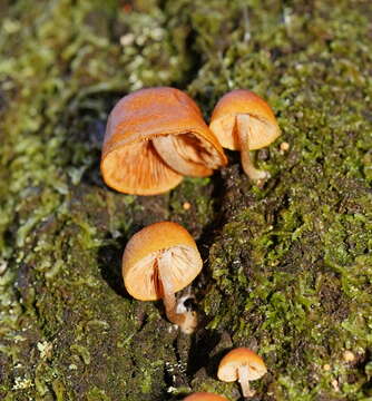 Image of Pholiota eucalyptorum (Cleland) Singer 1952