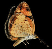 Image of Pearl Crescent