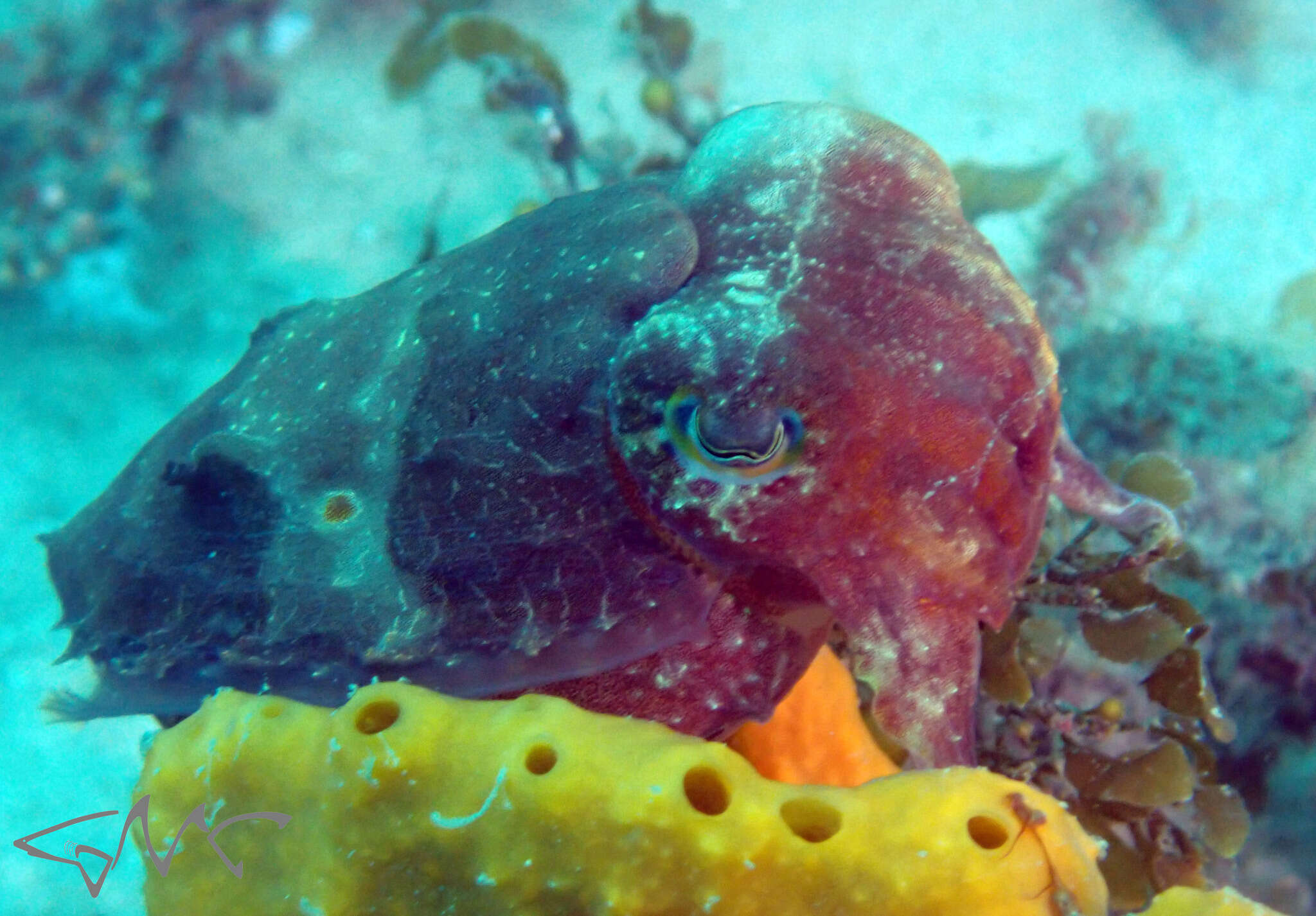 Image of Ken's cuttlefish