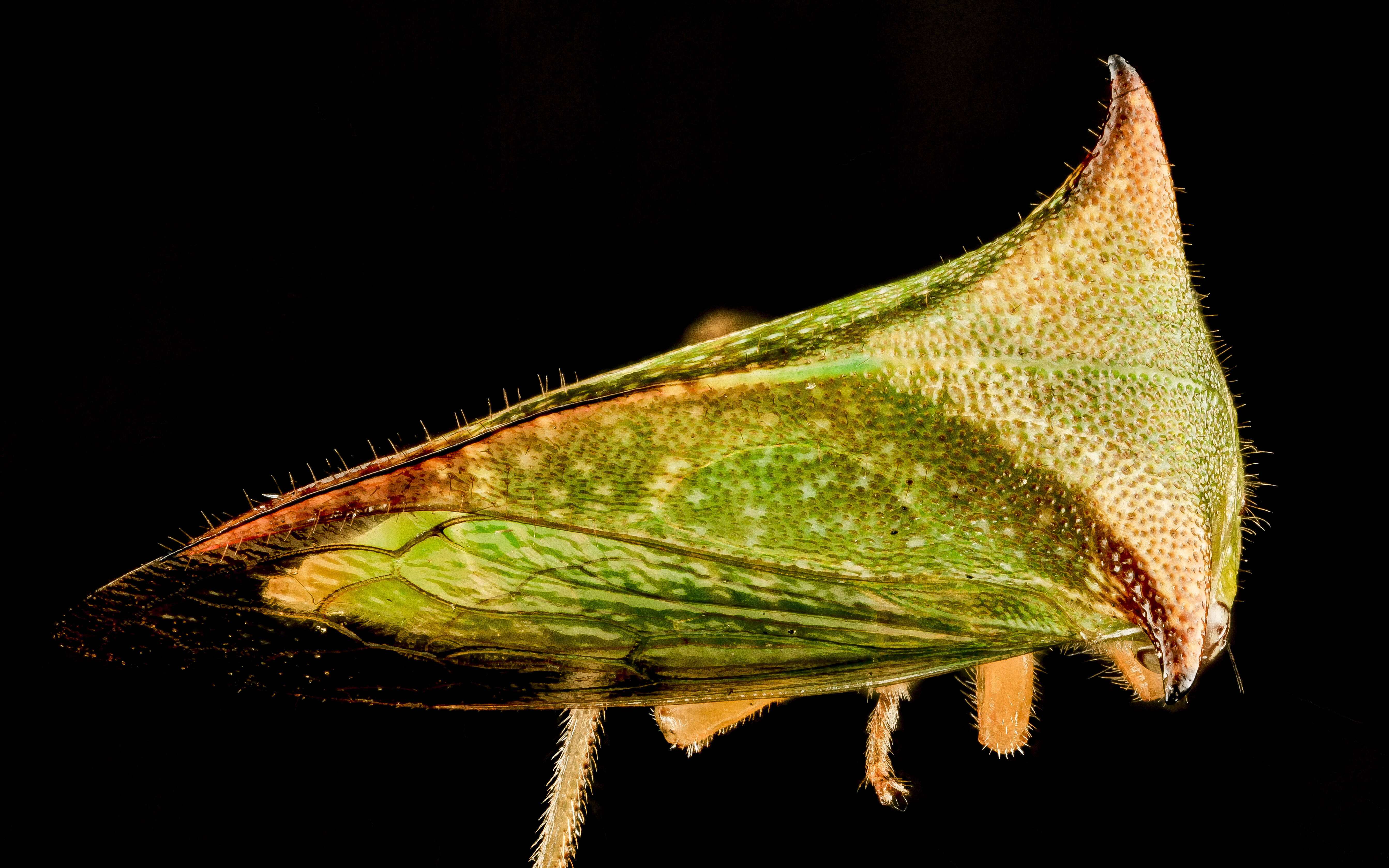 Image of Buffalo Treehoppers