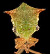 Image of Buffalo Treehoppers