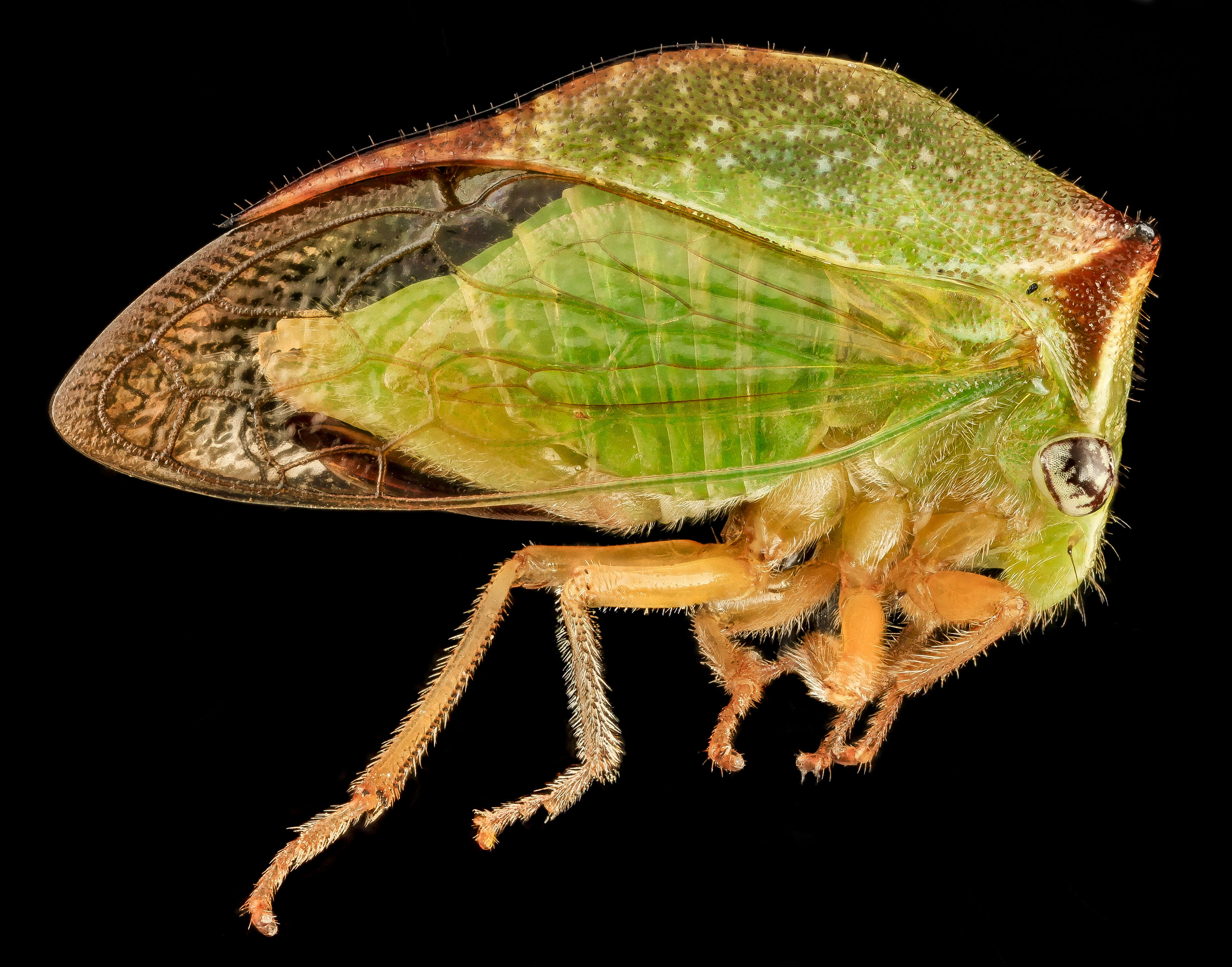 Image of Buffalo Treehoppers