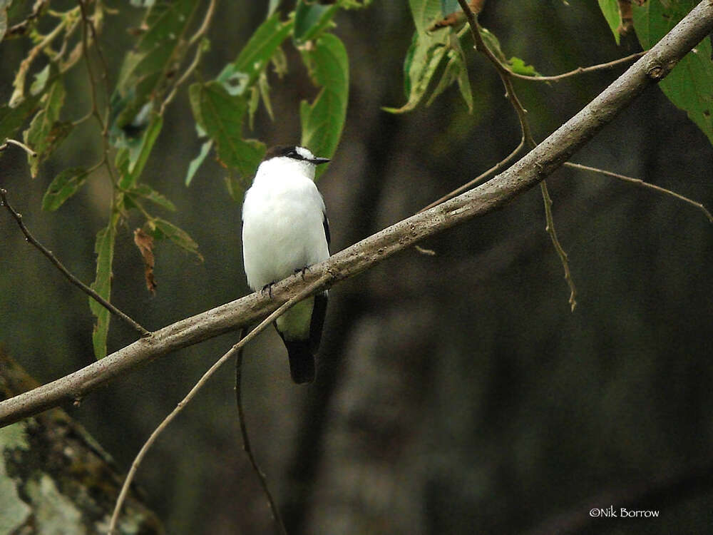 Image de Monachella Salvadori 1874