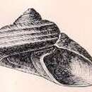Image de Margarites vorticiferus (Dall 1873)