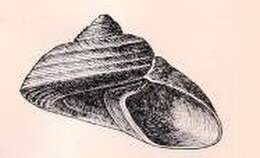 Image of Margarites vorticiferus (Dall 1873)