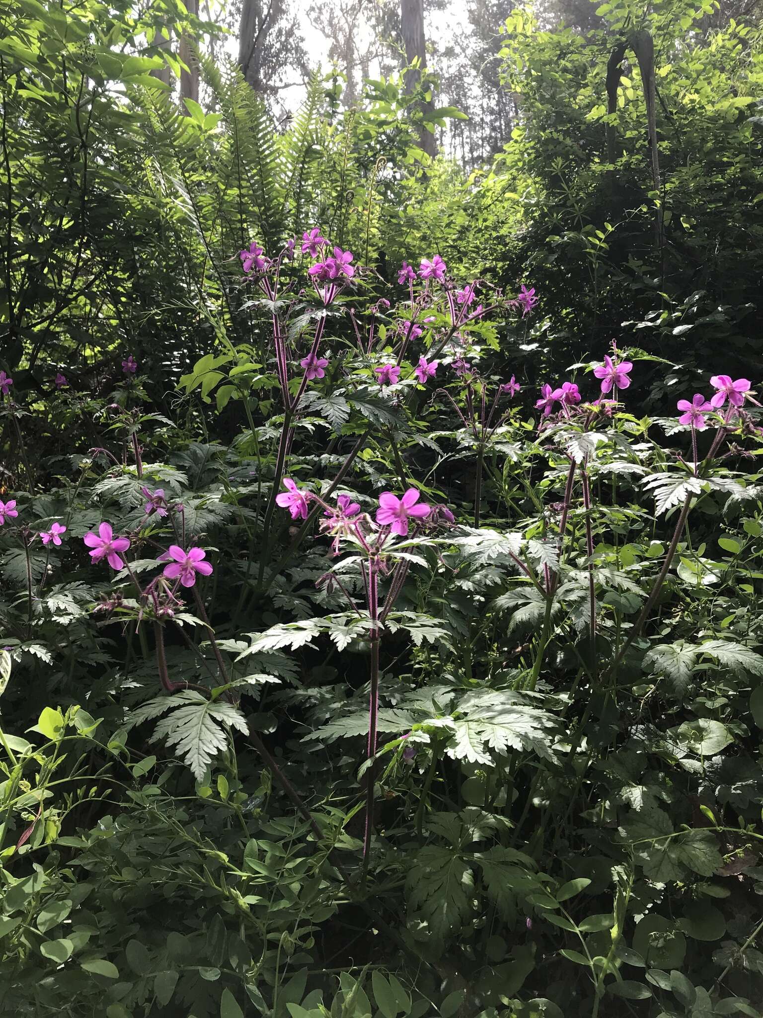 Image of Geranium reuteri Aedo & Muñoz Garm.