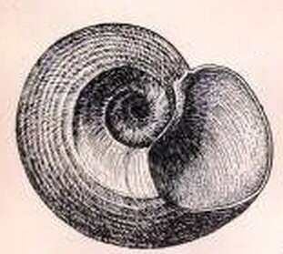 Image of Margarites vorticiferus (Dall 1873)