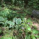 Image of Plantain Lily