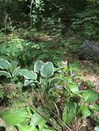 Imagem de Hosta ventricosa Stearn