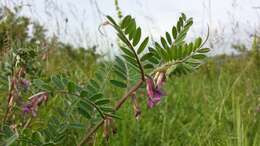 Imagem de Vicia pannonica Crantz