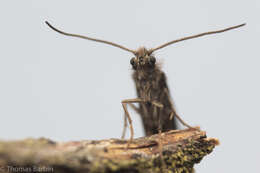 Image of Purplish Birch-miner Moth