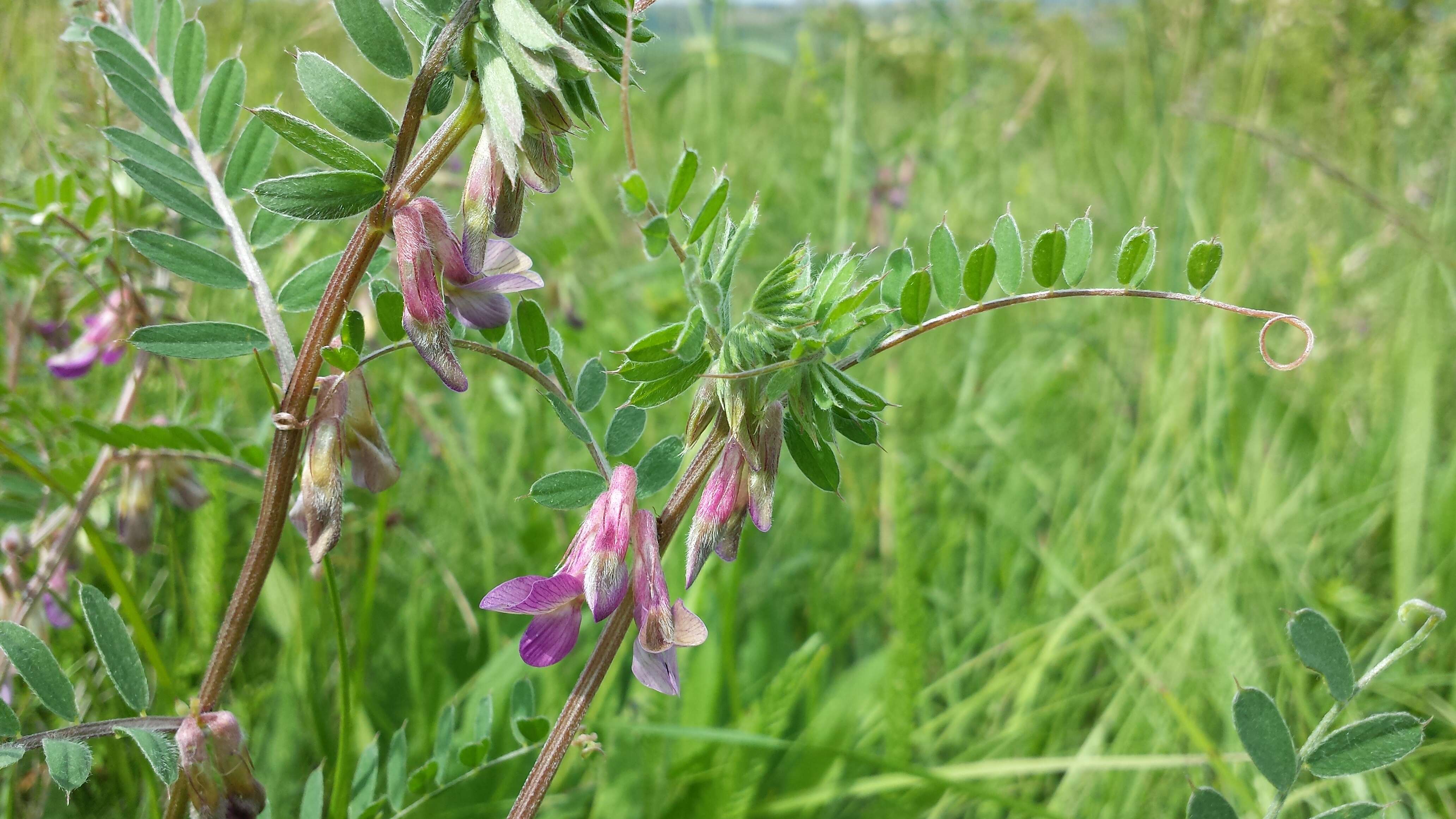 Imagem de Vicia pannonica Crantz