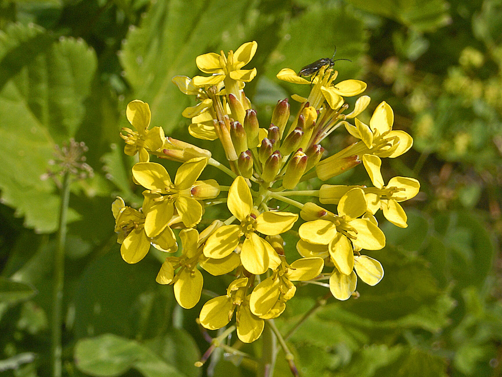 Image of Coincya richeri (Vill.) Greuter & Burdet