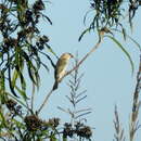 Image of Pearly-bellied Seedeater