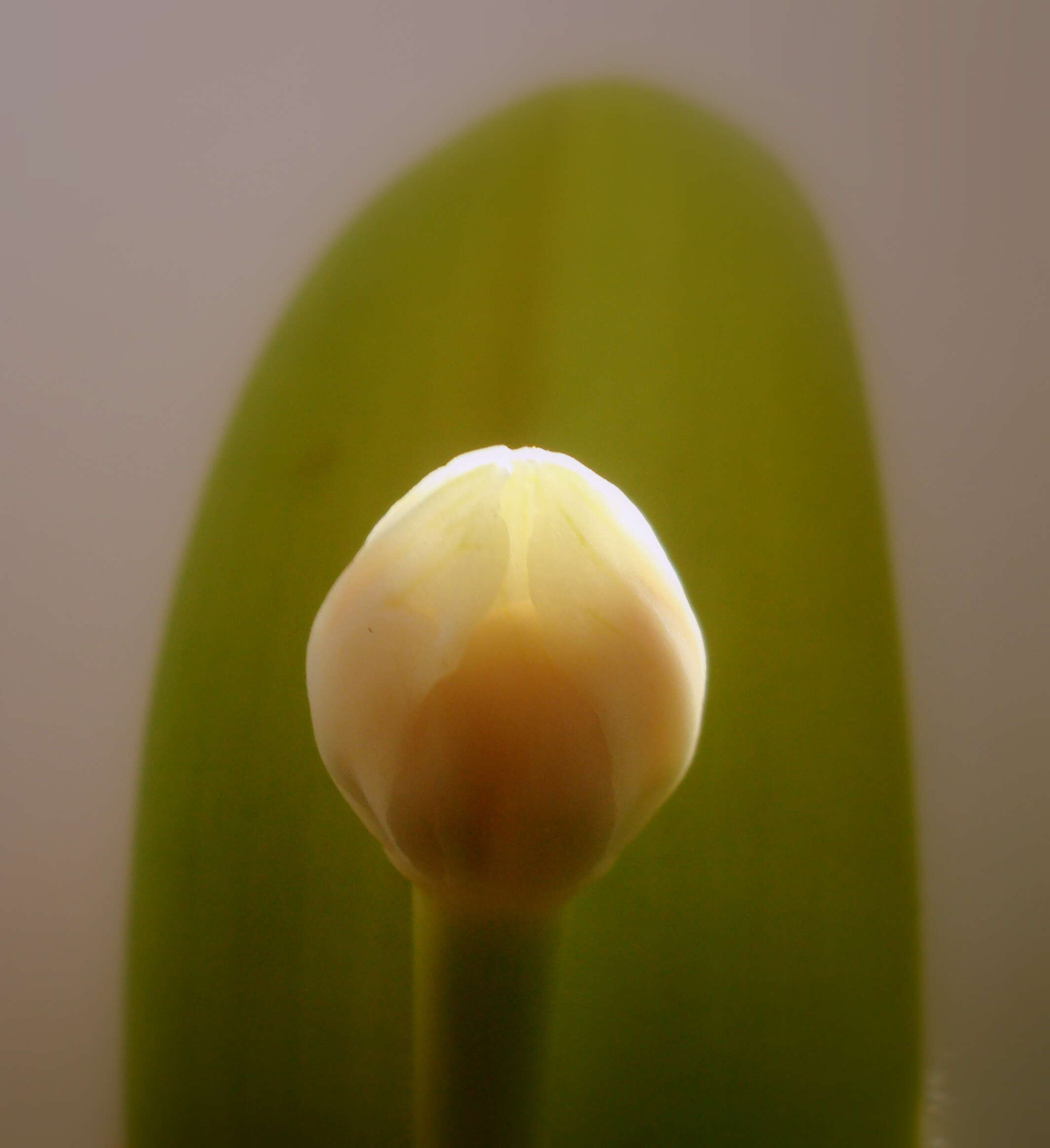 Imagem de Haemanthus albiflos Jacq.