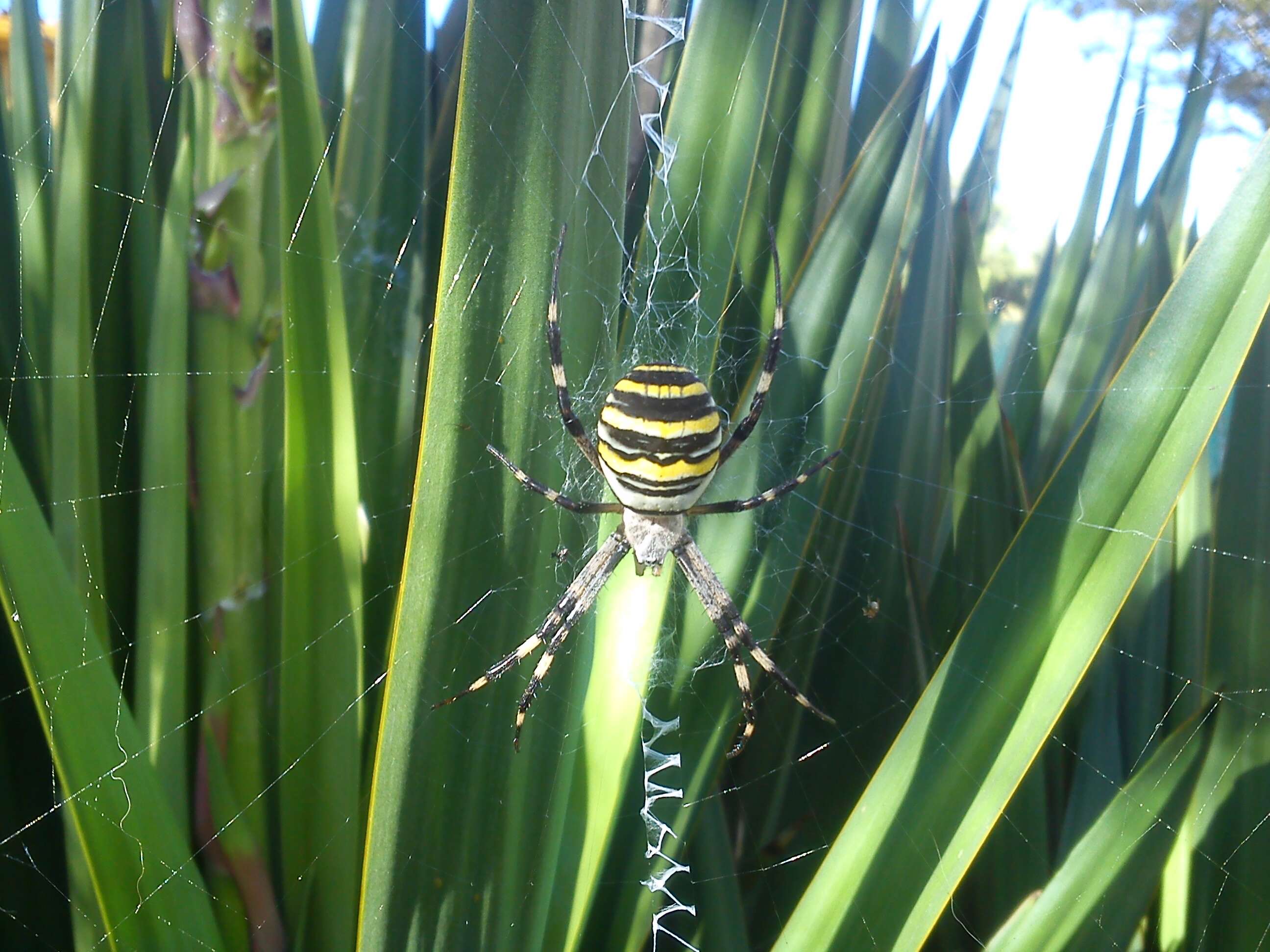 Image of Barbary Spider