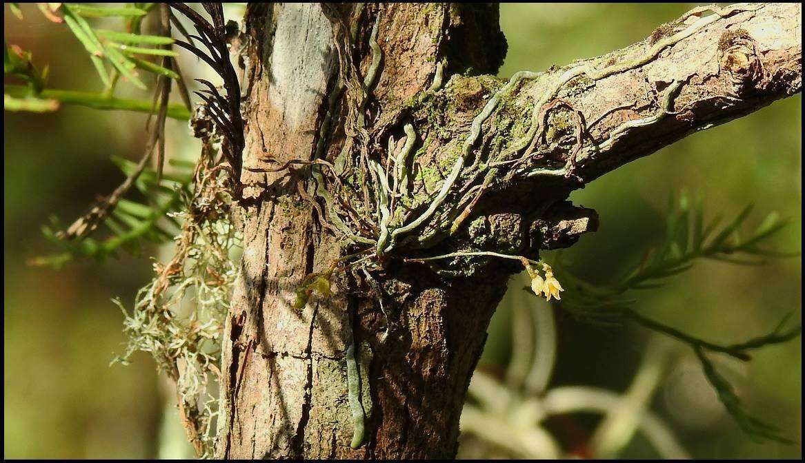 Image of ghost orchid