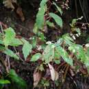 Image of Begonia hirsuta Aubl.