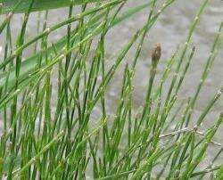 Image of Equisetum bogotense Kunth