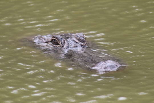 Image of alligators