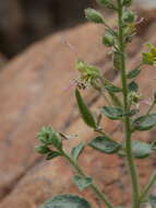 Image of Cleome dolichostyla Jafri